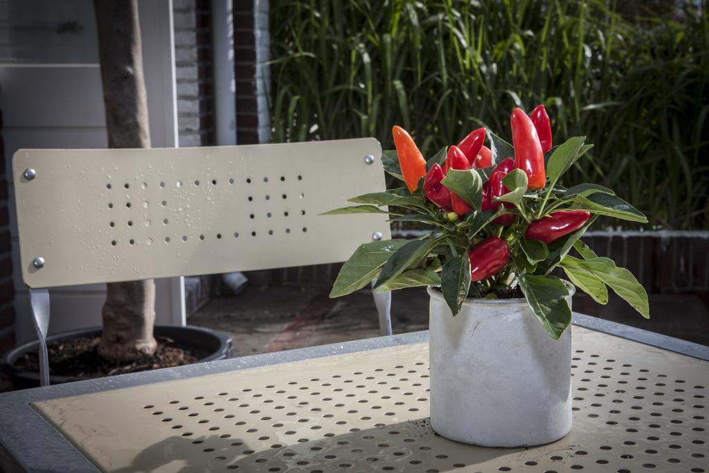 Savina City Centre Apartment Near Beach, Station And Shops Zandvoort Pokoj fotografie